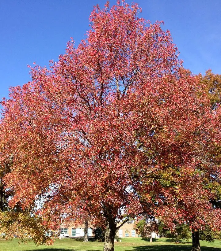 American Sweetgum